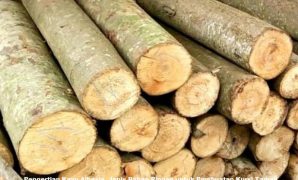 Pengertian Kayu Albasia, Jenis Bahan Ringan untuk Pembuatan Kursi Taman