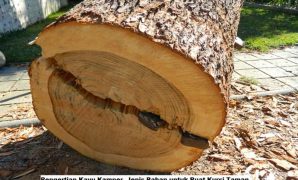 Pengertian Kayu Kamper, Jenis Bahan untuk Buat Kursi Taman